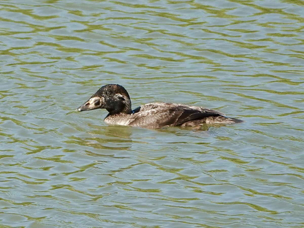 Surf Scoter - ML646858608