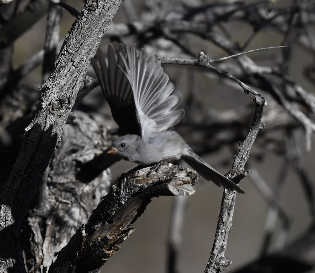 Black-chinned Sparrow - ML646858609