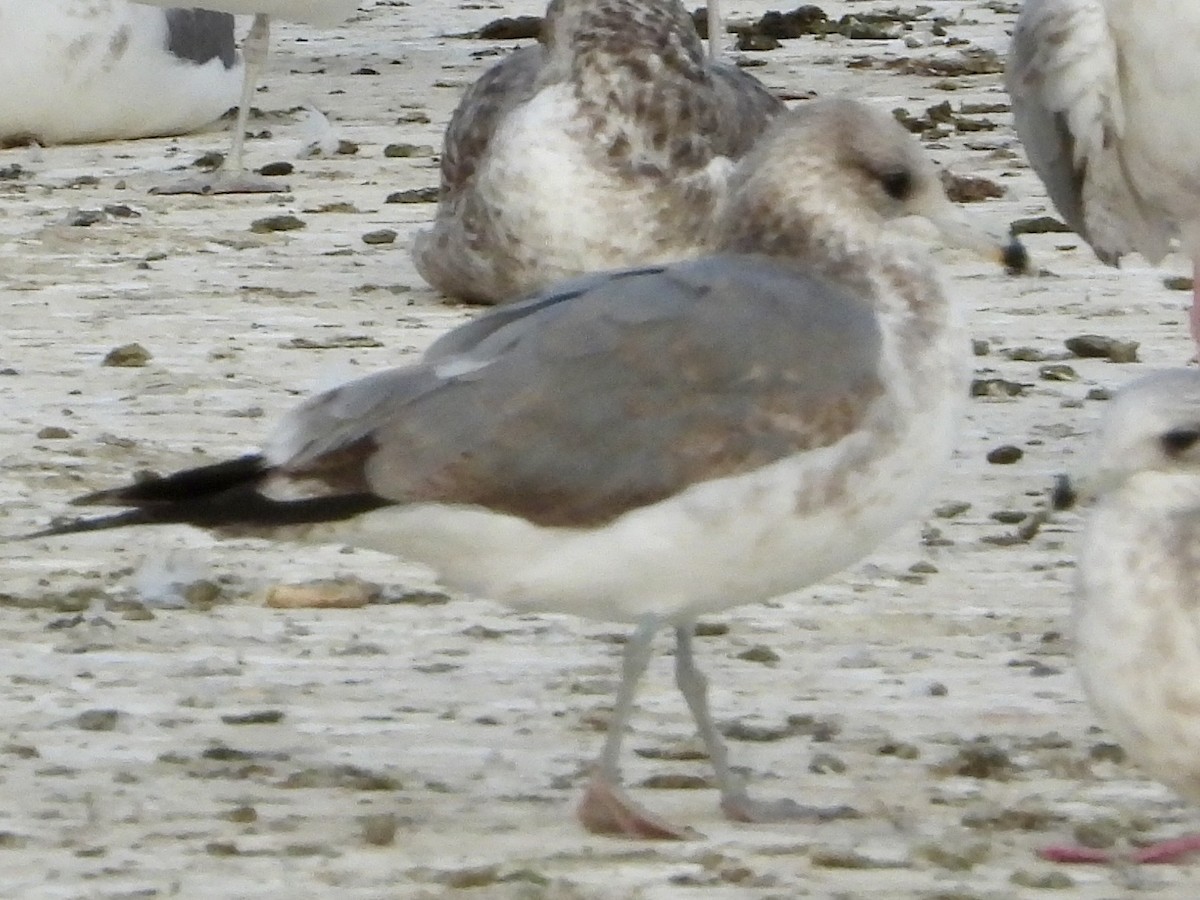 California Gull - ML646858612