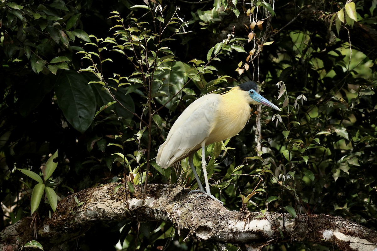 Capped Heron - ML646858613