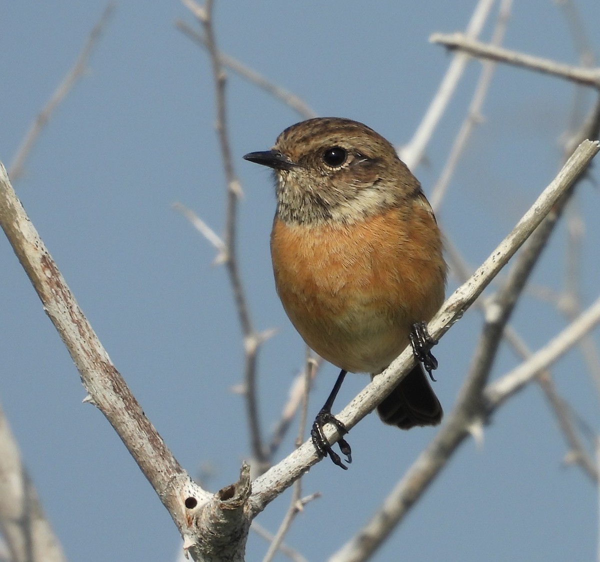 European Stonechat - ML646858614