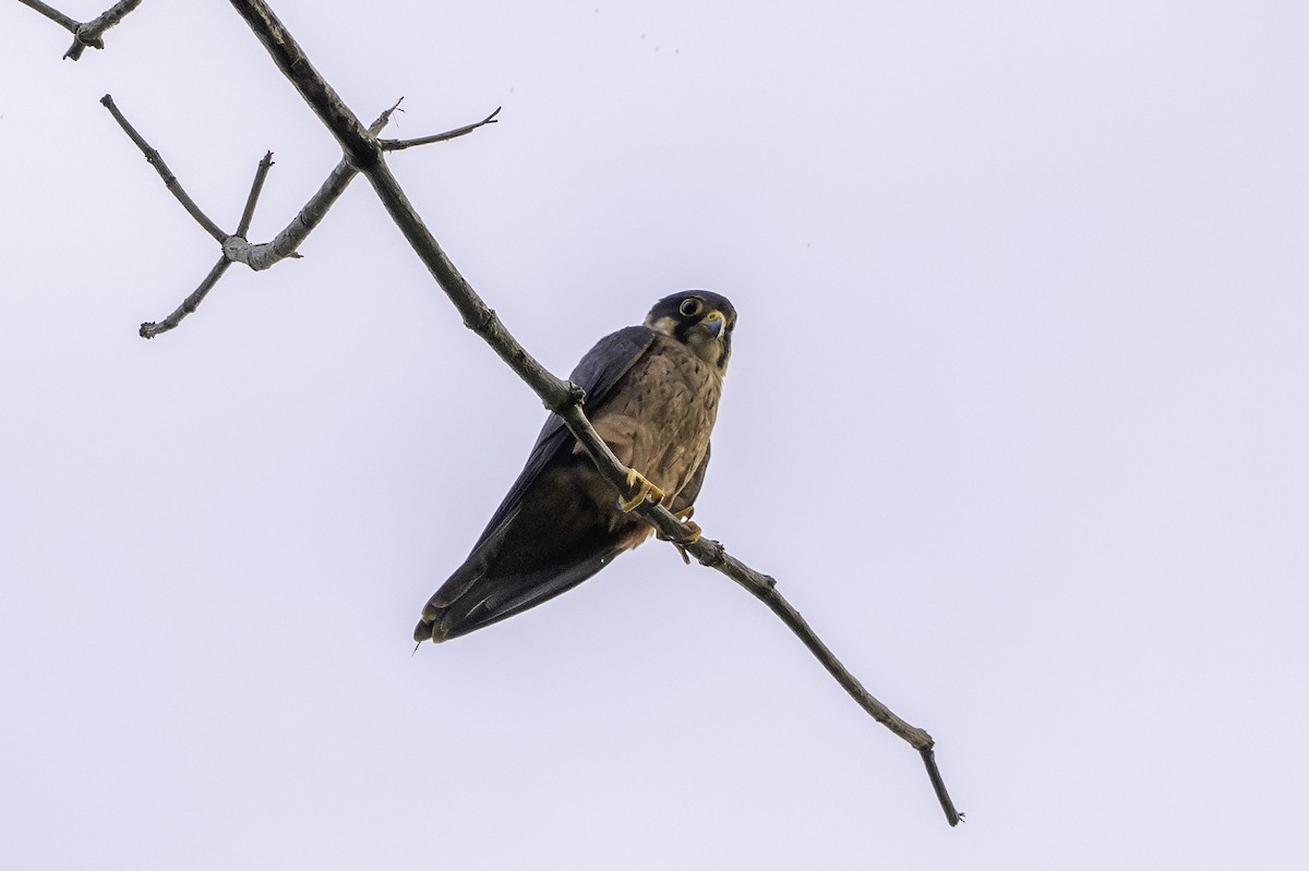 Afrikabaumfalke - ML646858620