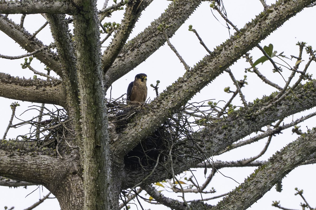 Afrikabaumfalke - ML646858621