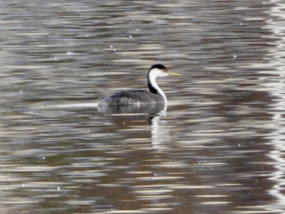 Western Grebe - ML646858623