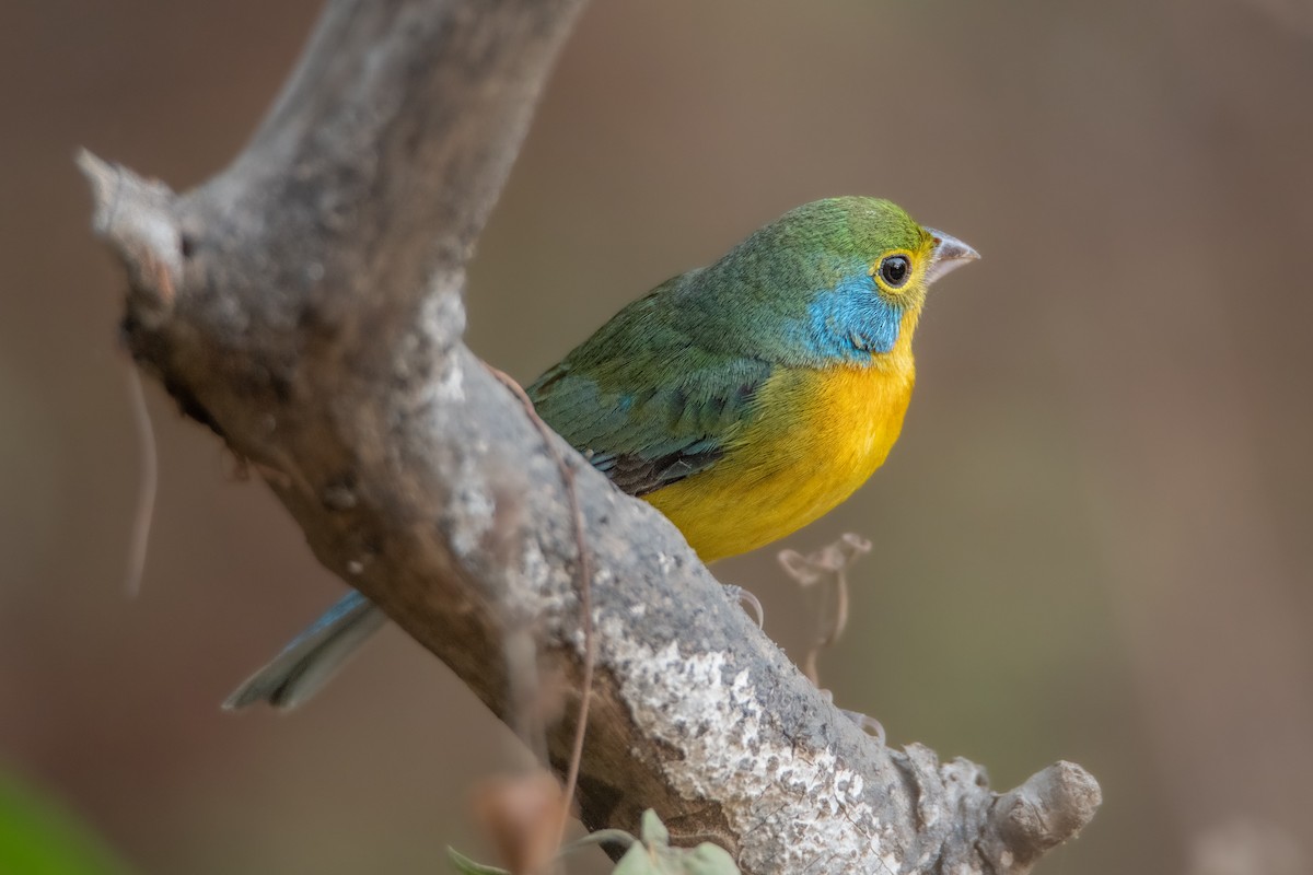 Orange-breasted Bunting - ML646858625