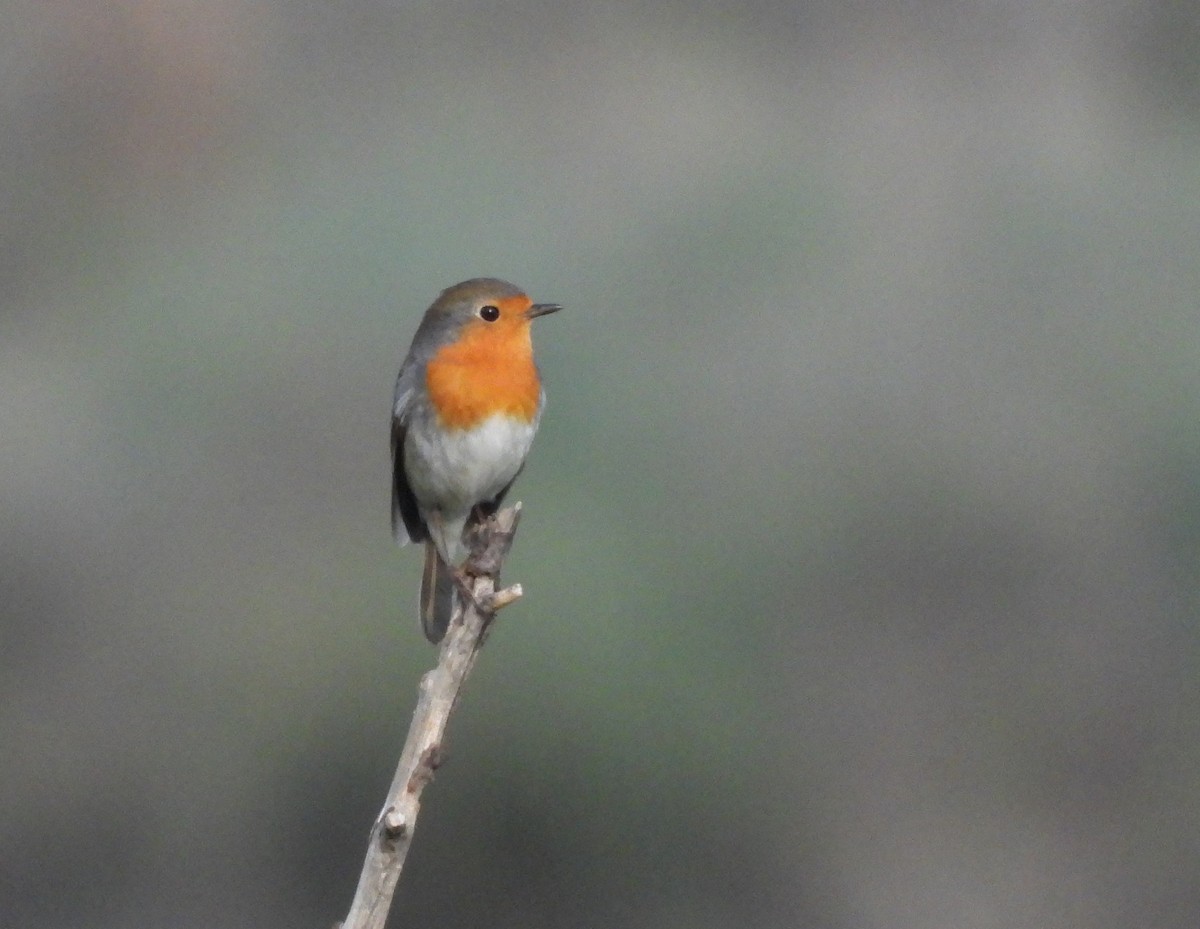 European Robin - ML646858629