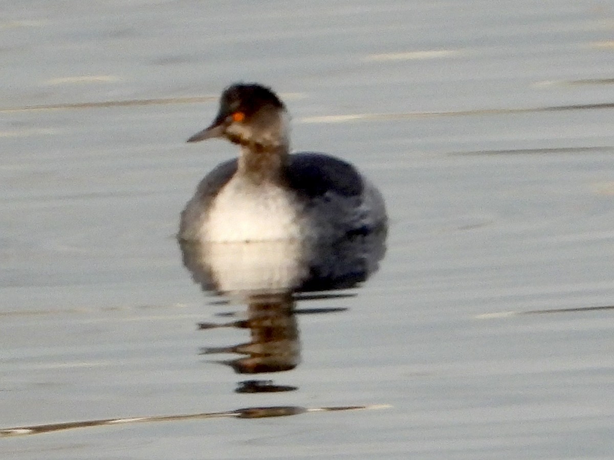 Grèbe à cou noir - ML646858630