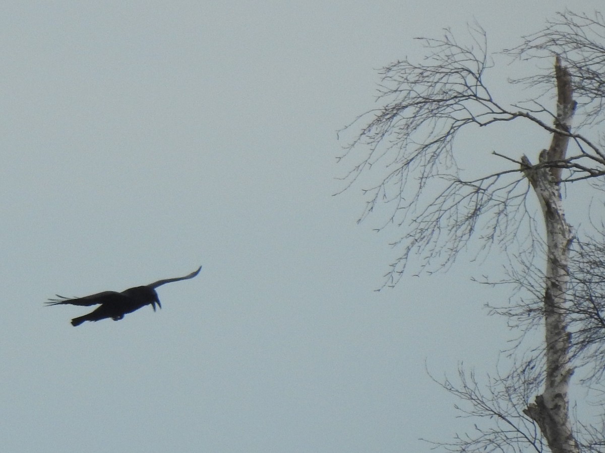 Common Raven - ML646858631