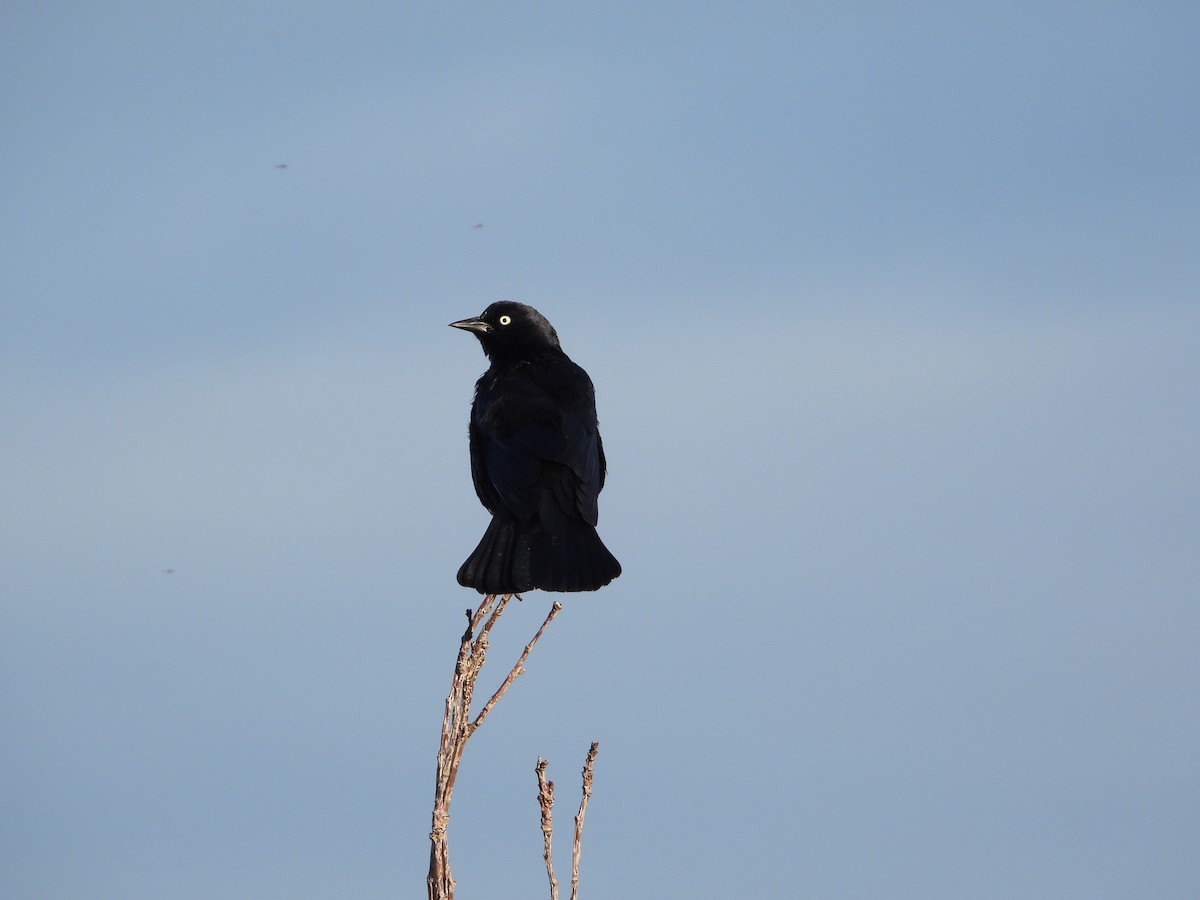 Brewer's Blackbird - ML646858636