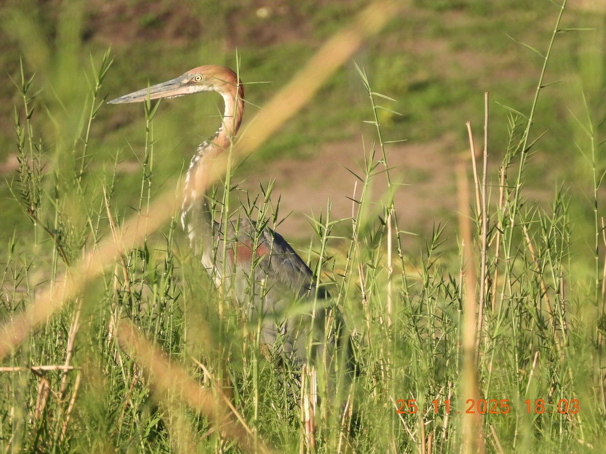 オニアオサギ - ML646858638