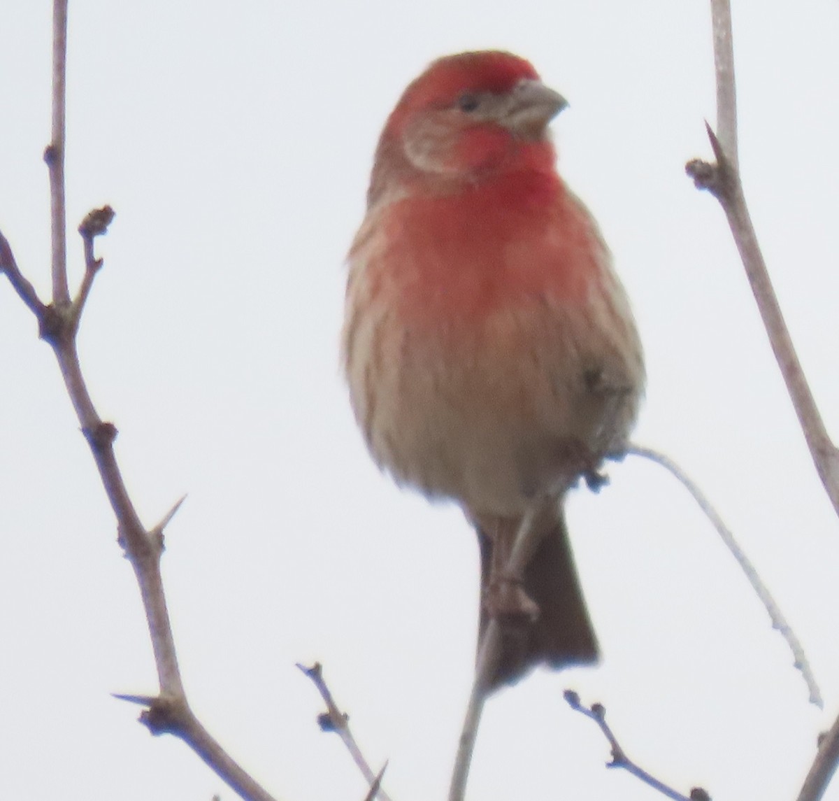 House Finch - ML646858643