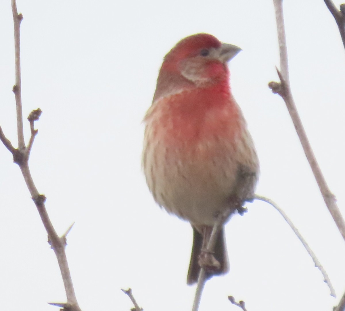 House Finch - ML646858644