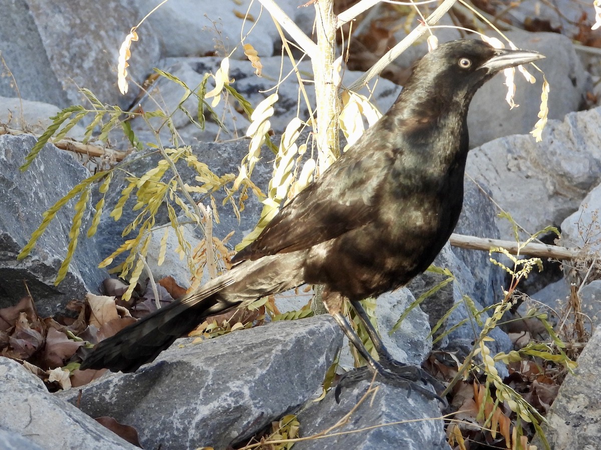 Great-tailed Grackle - ML646858647