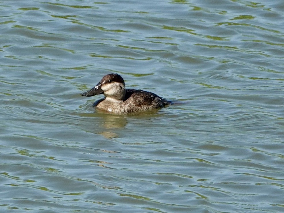 Ruddy Duck - ML646858651