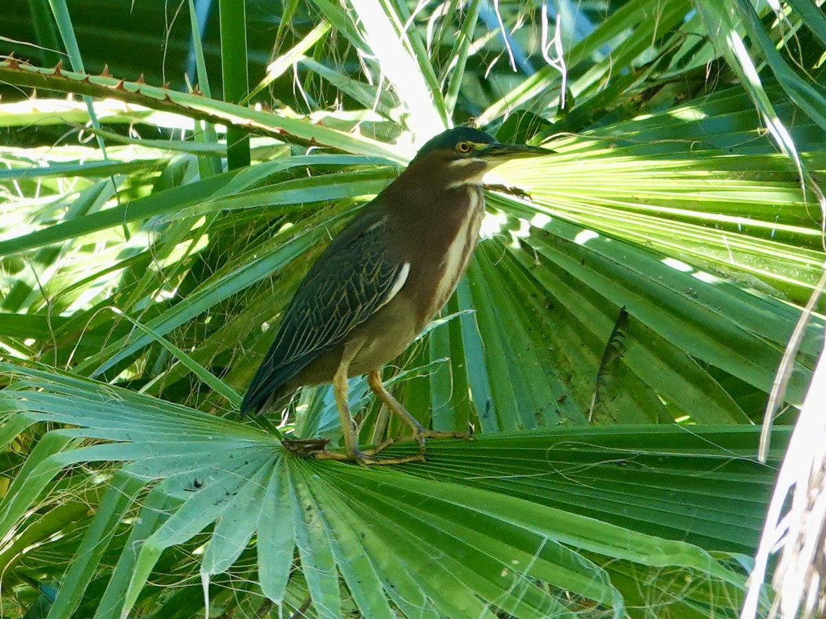 Green Heron - ML646858661