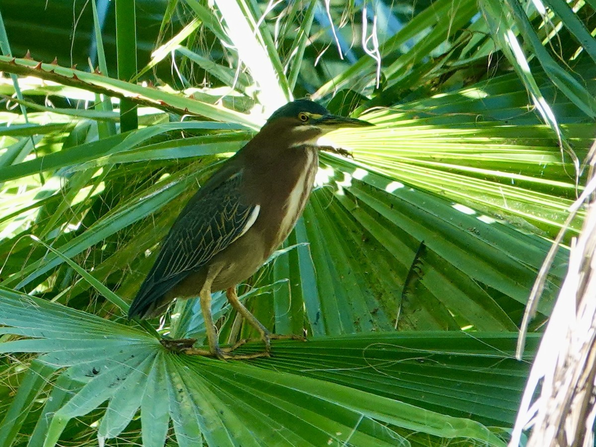 Yeşil Balıkçıl - ML646858662