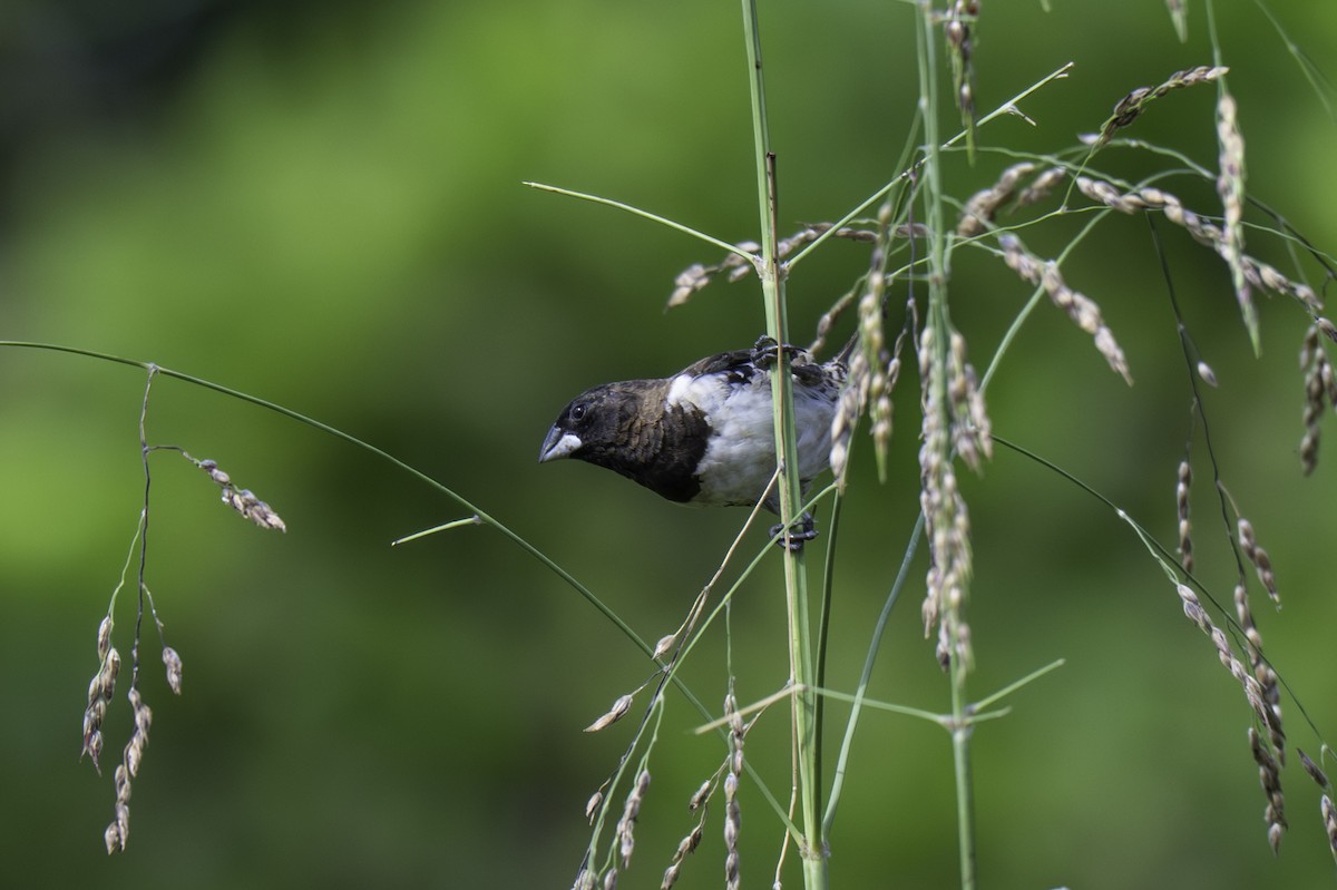 Kleinelsterchen - ML646858678