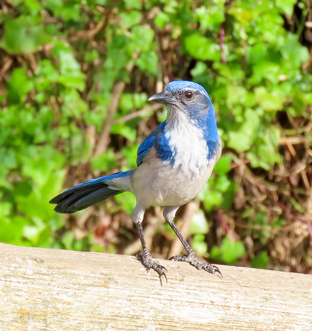 Калифорнийская сойка - ML646858683