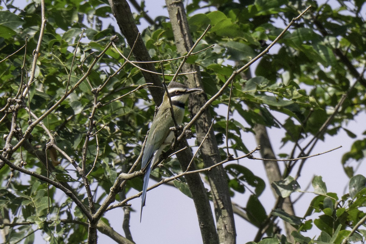 Weißkehlspint - ML646858684