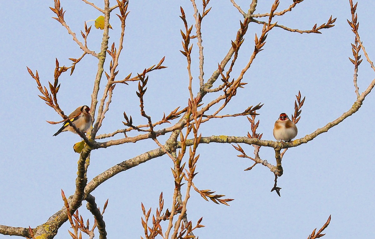 Cardellino - ML646858688