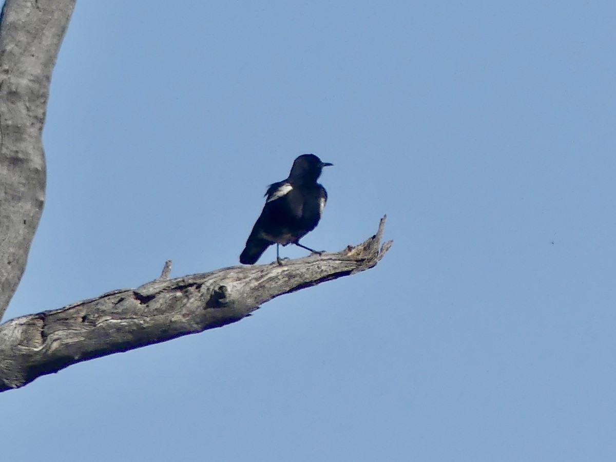 Mountain Chat - ML646858689