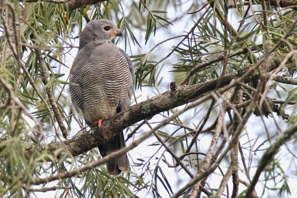 øglehauk - ML646858690