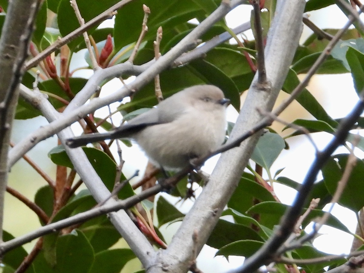 Bushtit - ML646858696