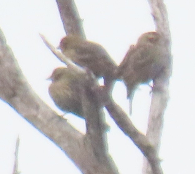 Red-winged Blackbird - ML646858697