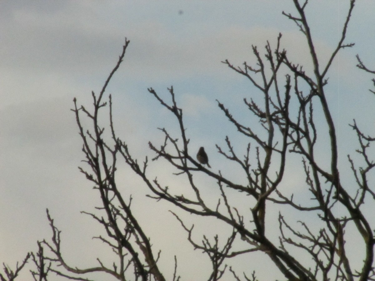 Common Chaffinch - ML646858699