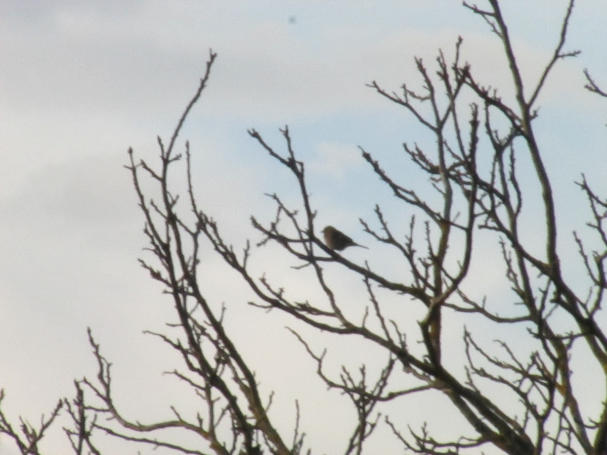 Common Chaffinch - ML646858700