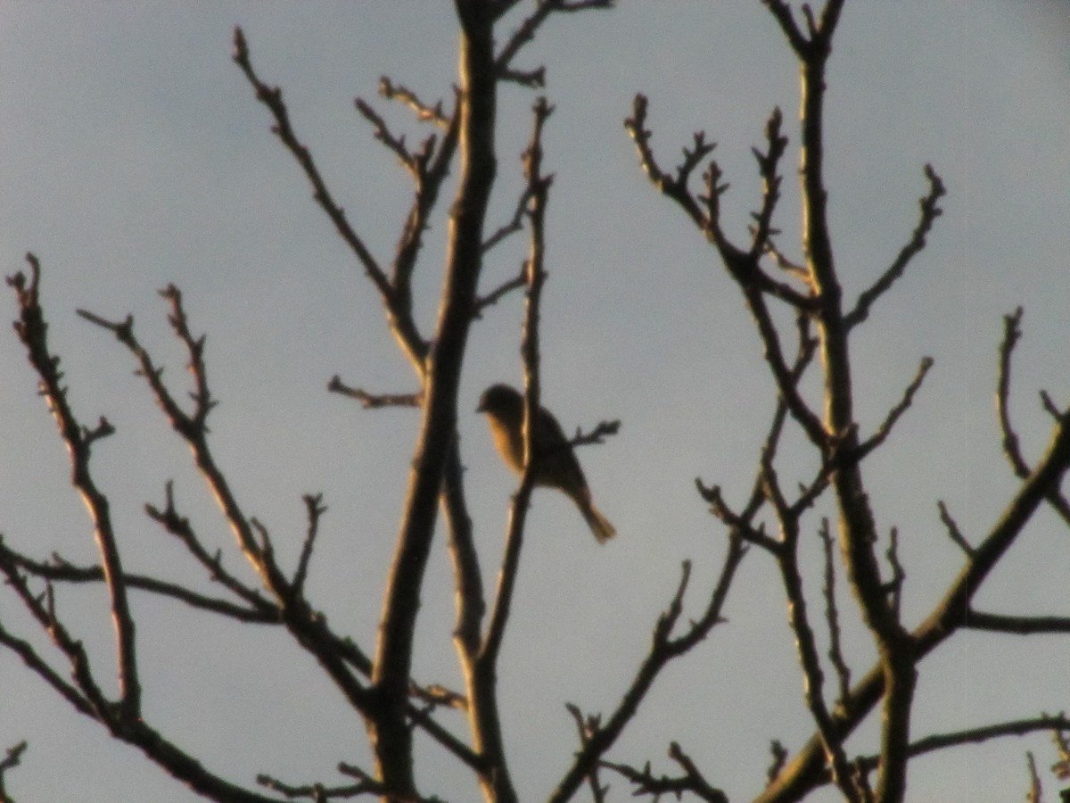 Common Chaffinch - ML646858701
