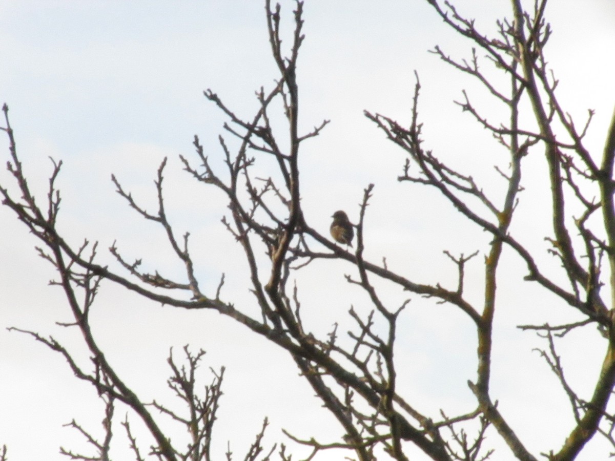 Common Chaffinch - ML646858702