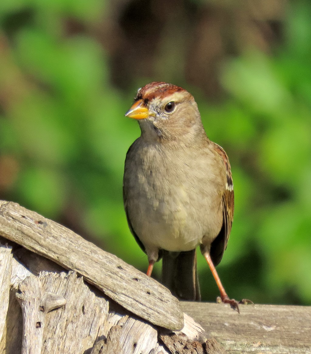 Dachsammer - ML646858703