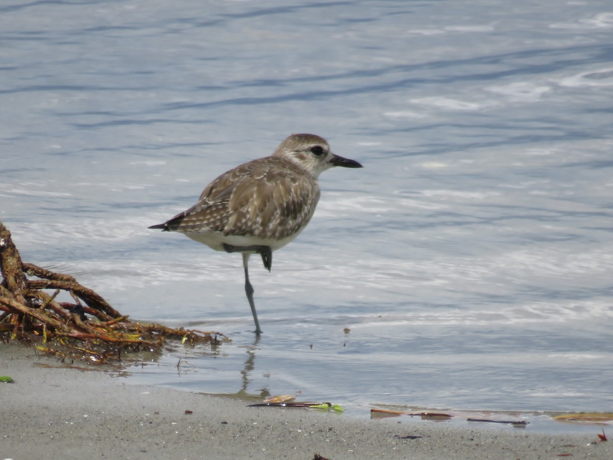 חופזי מנומר - ML646858711