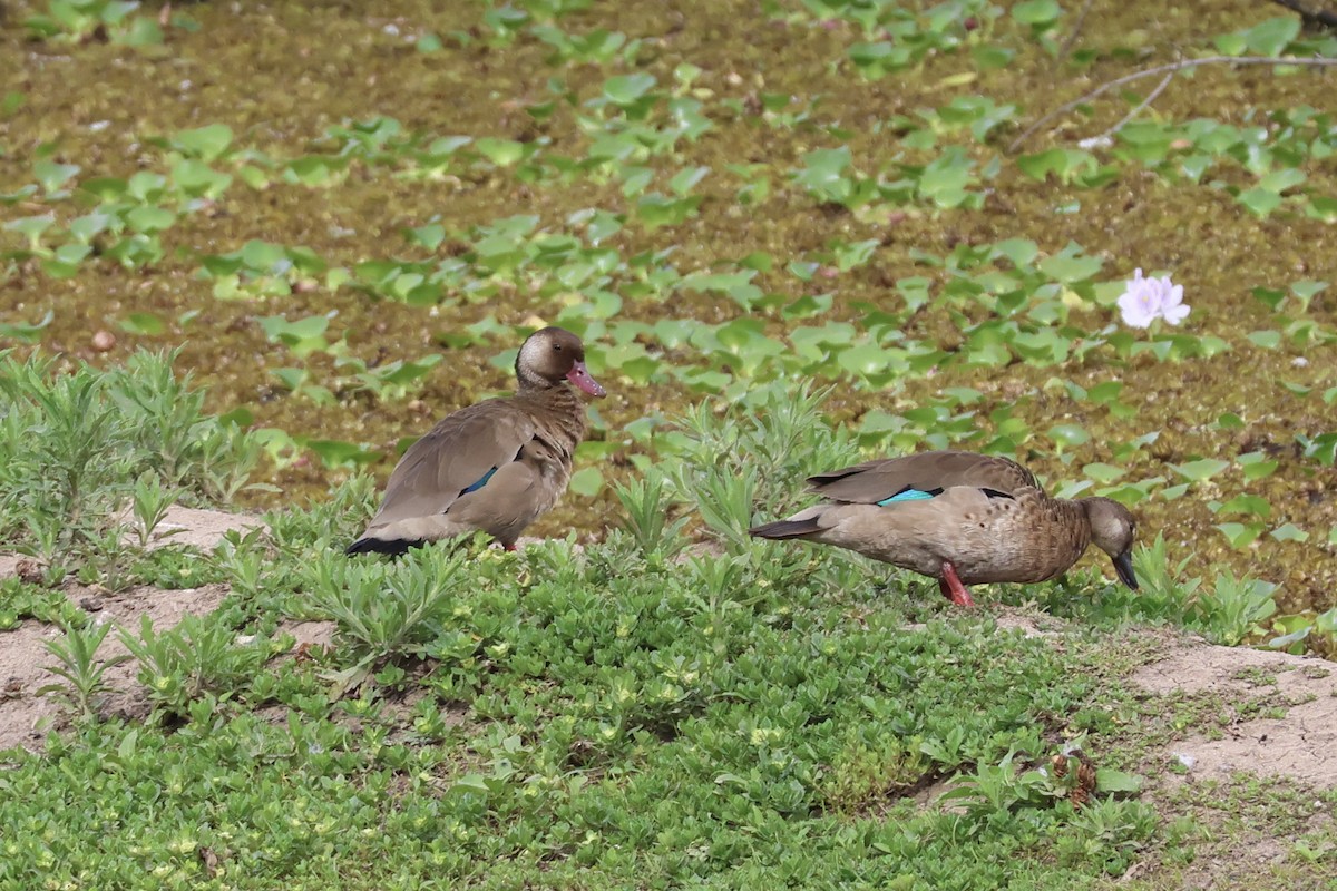 Brazilian Teal - ML646858713