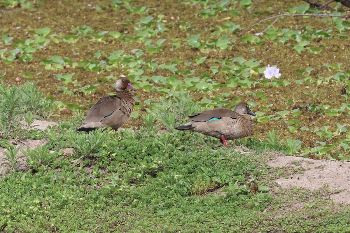 Brazilian Teal - ML646858714