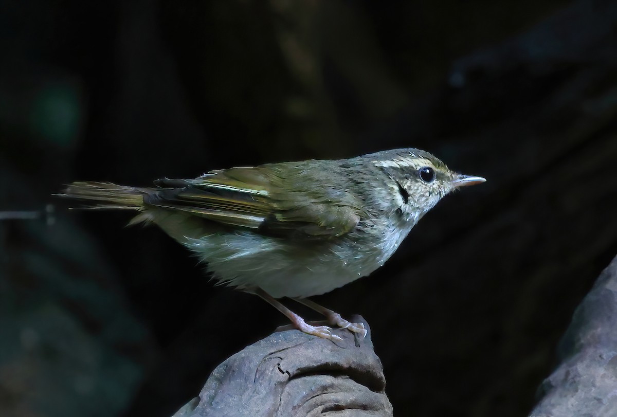 Pale-legged Leaf Warbler - ML646858722