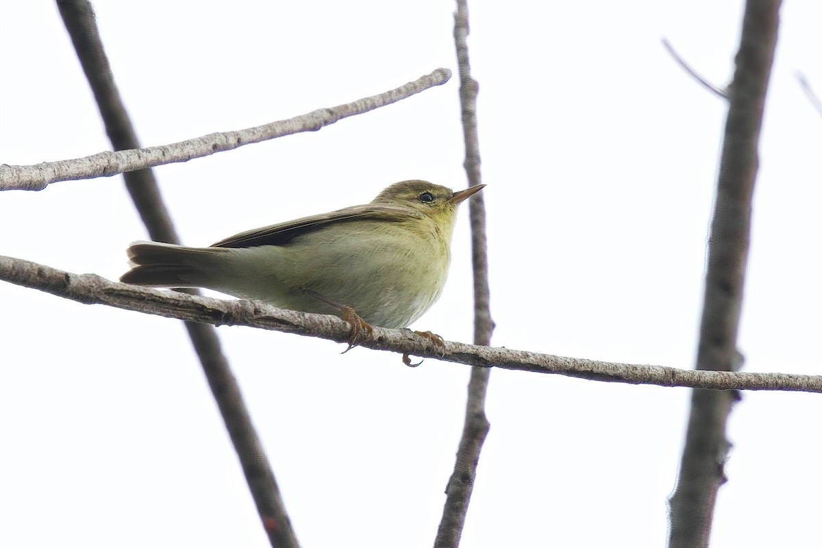Willow Warbler - ML646858723