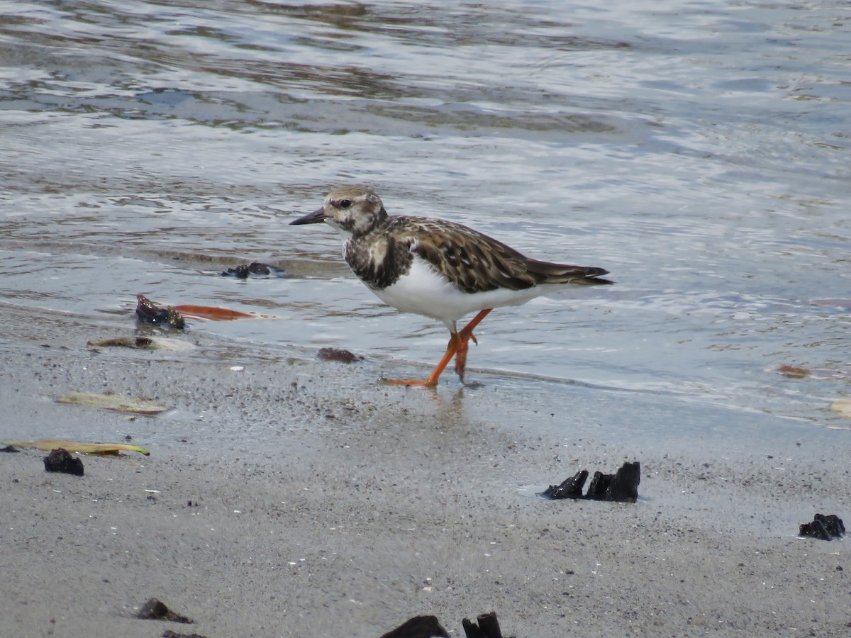 Ruddy Turnstone - ML646858726