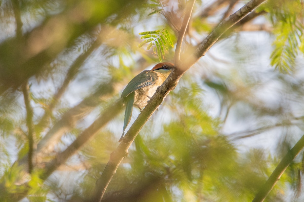 Russet-crowned Motmot - ML646858734