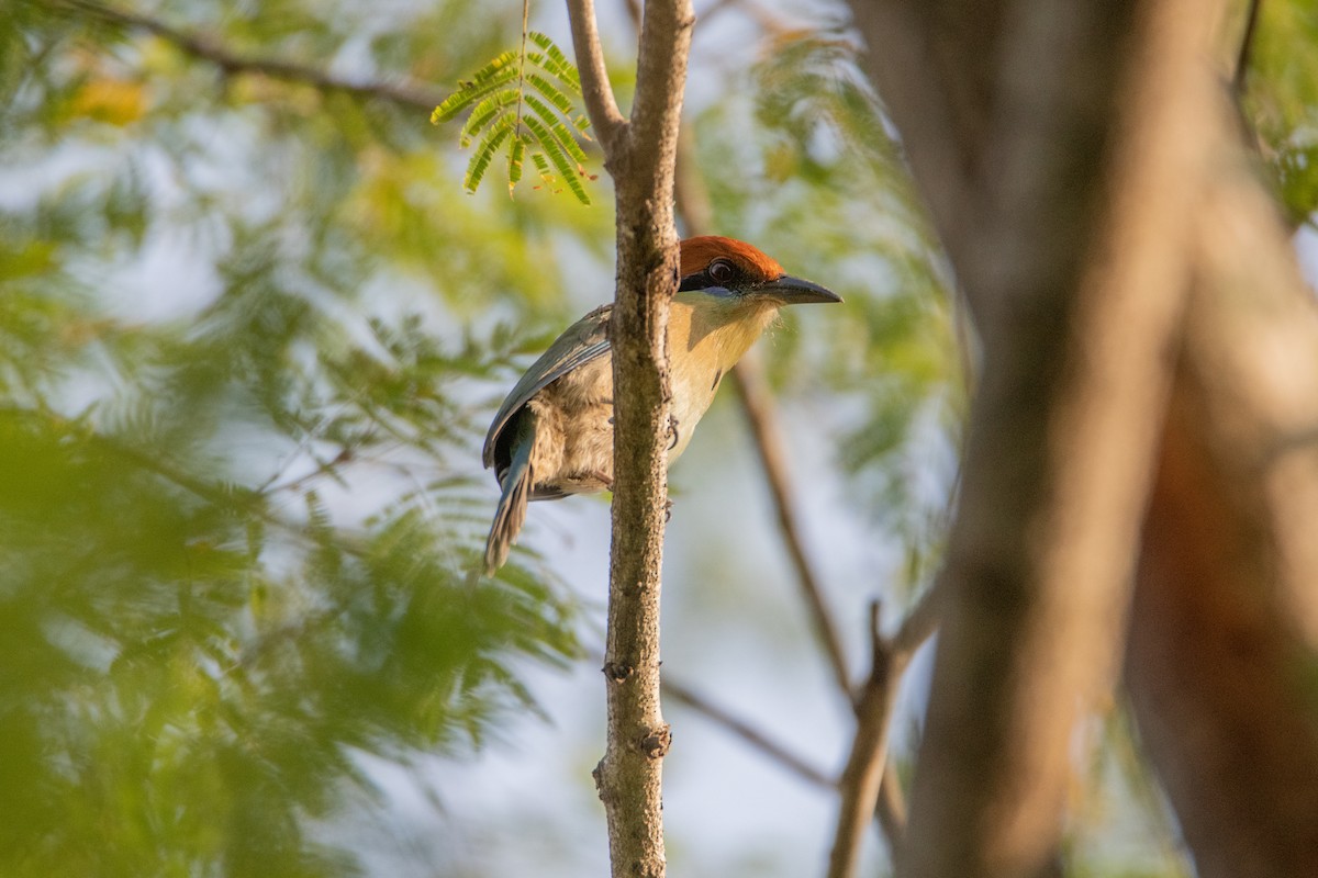 Russet-crowned Motmot - ML646858735