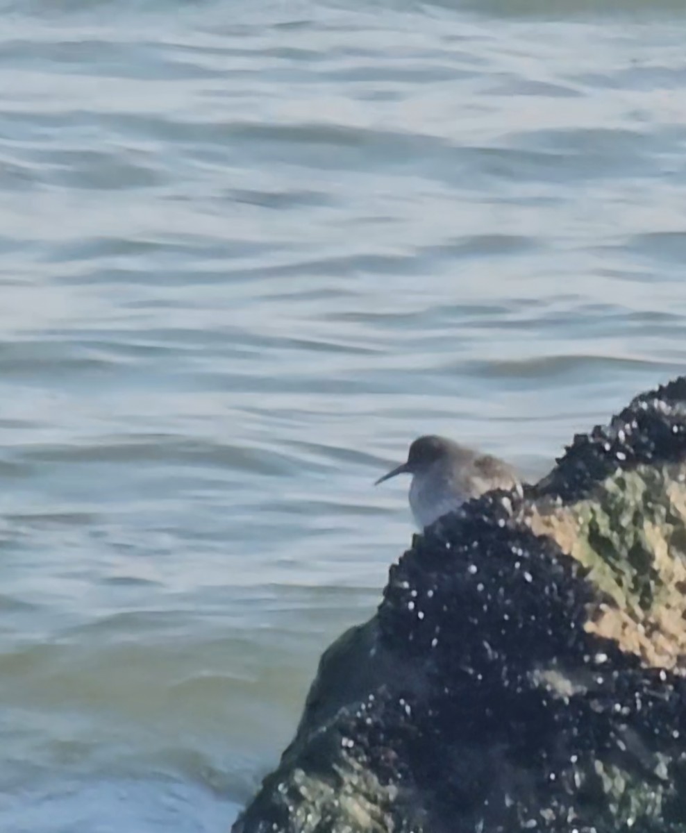 Purple Sandpiper - ML646858739