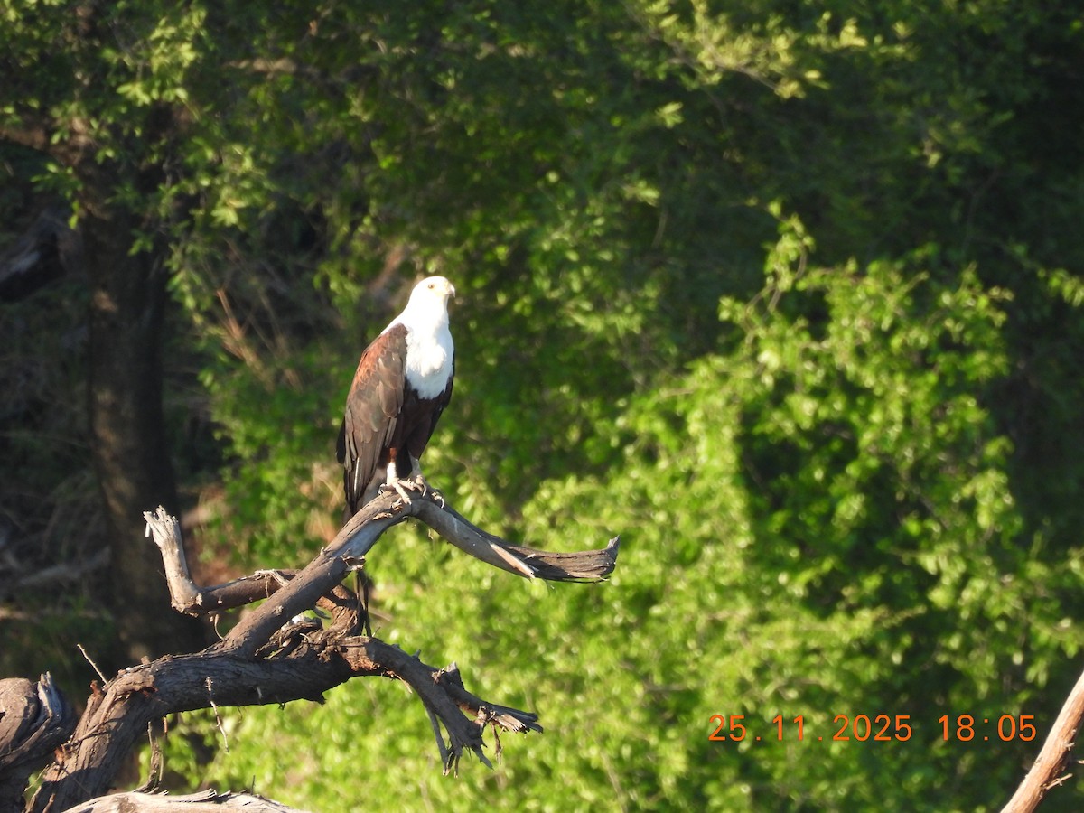 African Fish-Eagle - ML646858740