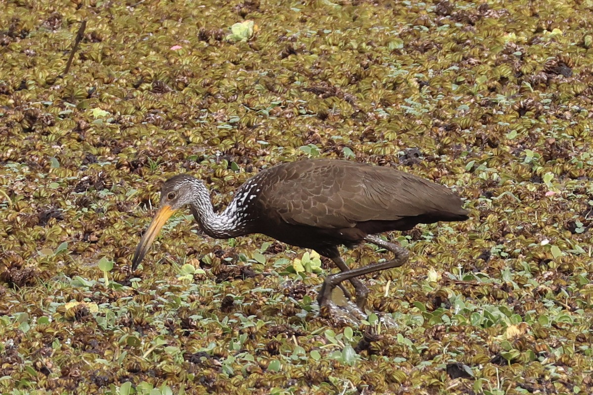 kurlan chřástalovitý - ML646858741