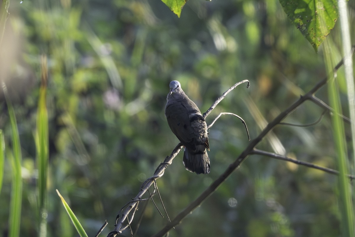 Stahlflecktaube - ML646858742