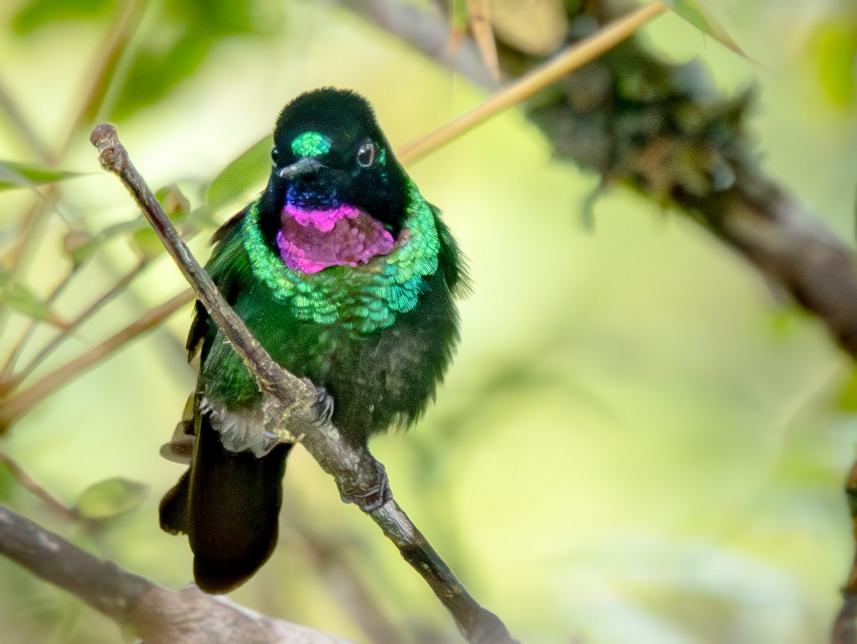 Tourmaline Sunangel - ML646858743