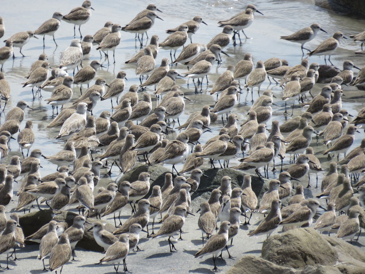 Semipalmated Sandpiper - ML646858744