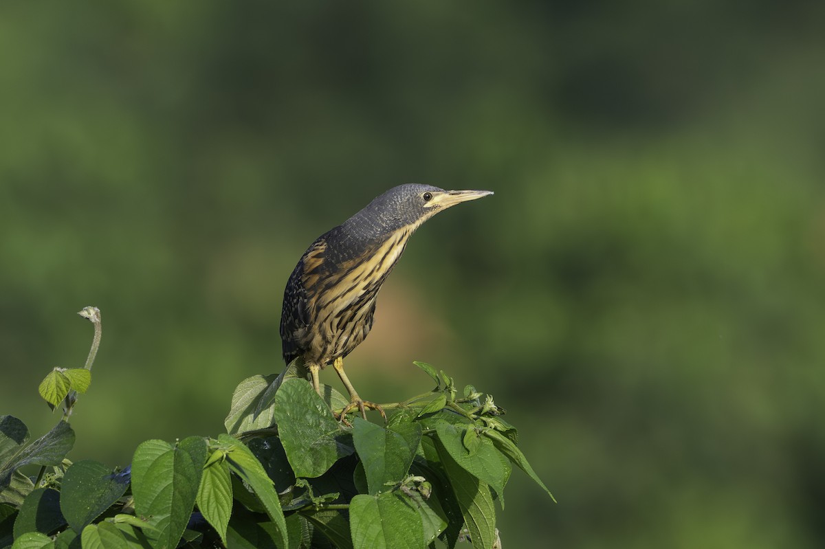 Graurückendommel - ML646858761