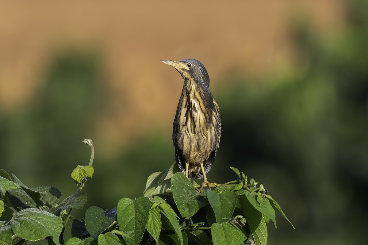 Graurückendommel - ML646858762