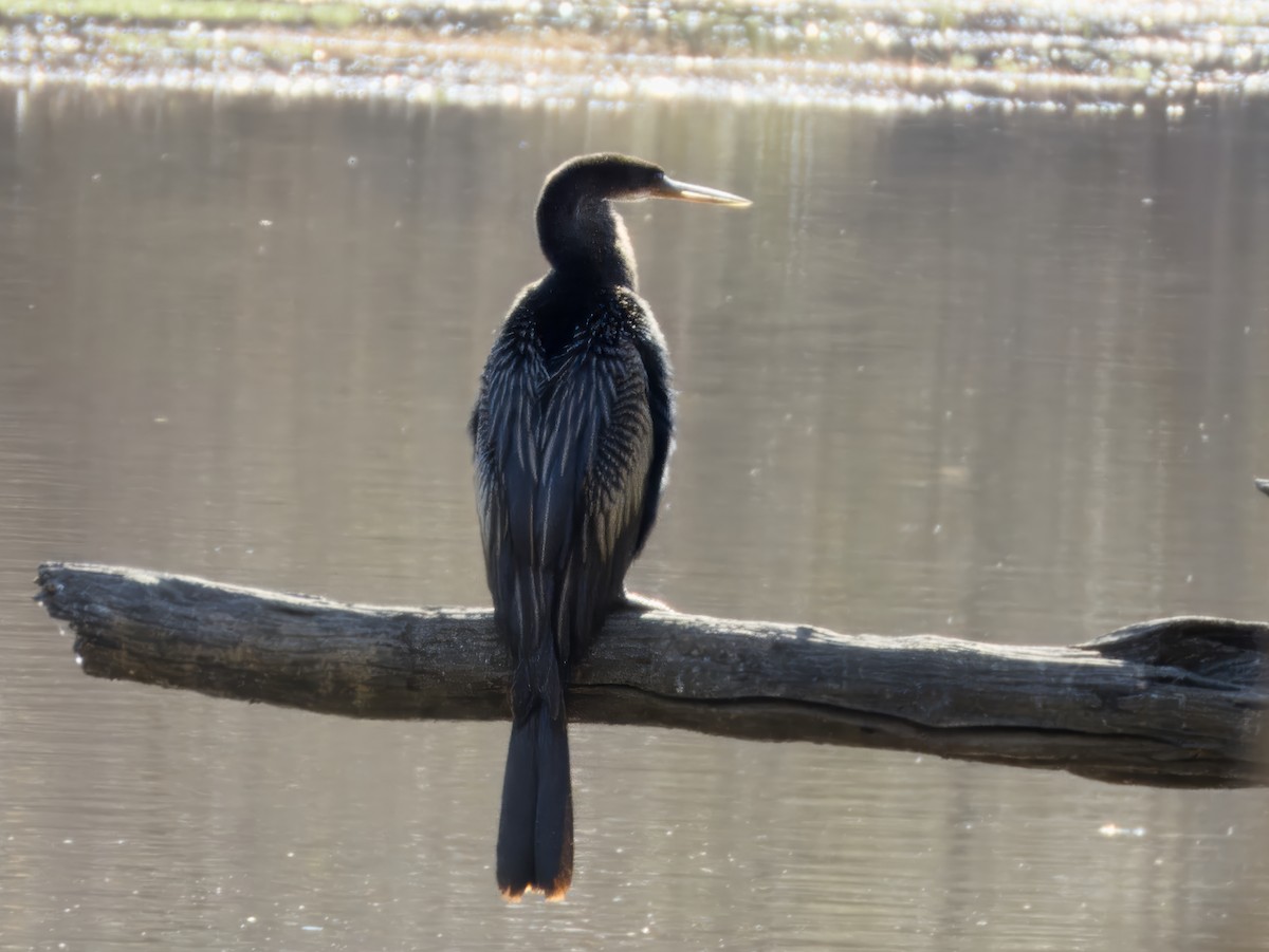 アメリカヘビウ - ML646858765